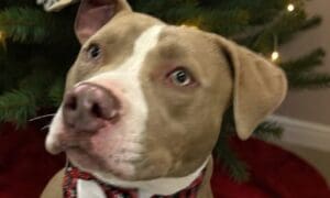 Pet of the Week: Ken – A Sweet Youngster Waiting...