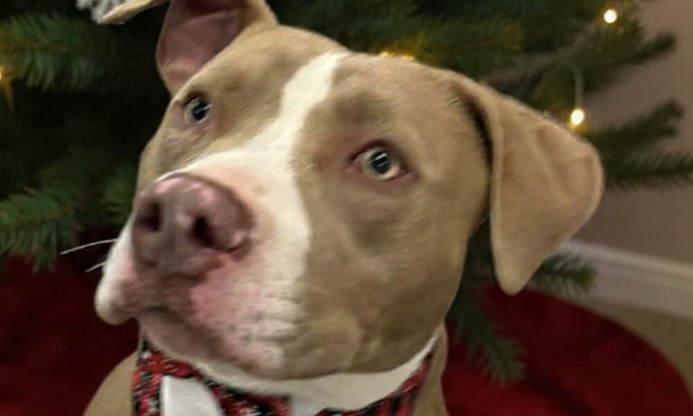 Pet of the Week: Ken – A Sweet Youngster Waiting to Be Loved