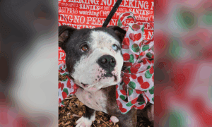 Pet of the Week: Mel