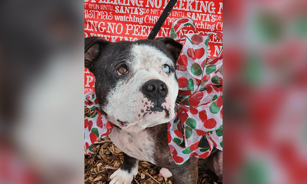 Pet of the Week: Mel
