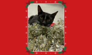 Pet of the Week: Cleo – A Holiday-Ready Tuxedo G...