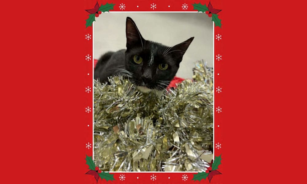 Pet of the Week: Cleo – A Holiday-Ready Tuxedo Girl Waiting to Be Chosen