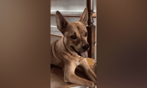 Pet of the Week: Lynyrd – Athletic, Attentive, a...