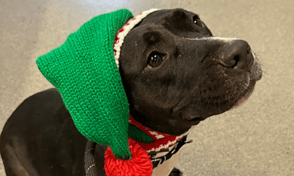 Pet of the Week: Burch – An Absolute Sweetheart ...
