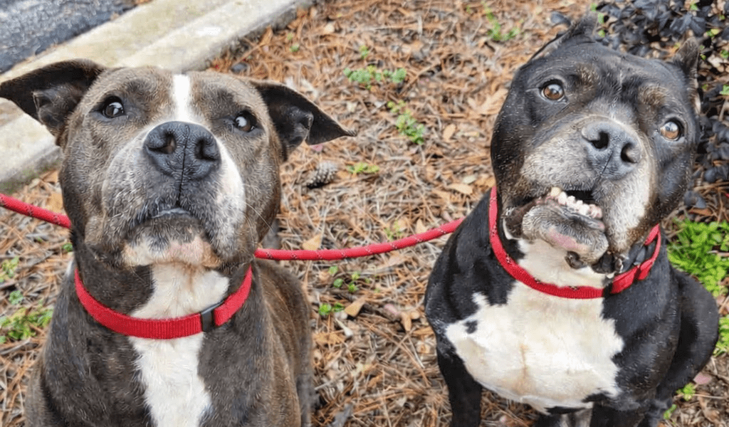 Meet Mary & Joseph – A Sweet Pair of Seniors...