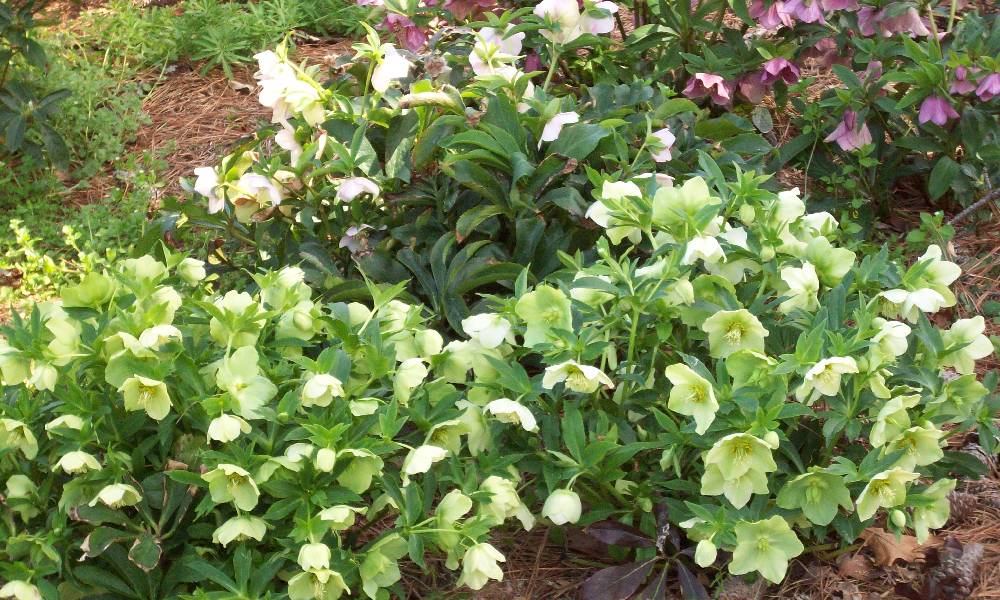 Appealing Plants that Tackle the Winter “Blahs!”