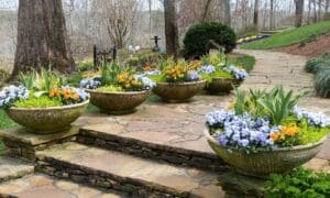 Add Cheer to the Garden with Winter Containers