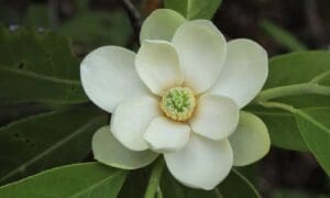 GEORGIA’S STATE FLOWER SHOULD BE FROM AND FOR GE...