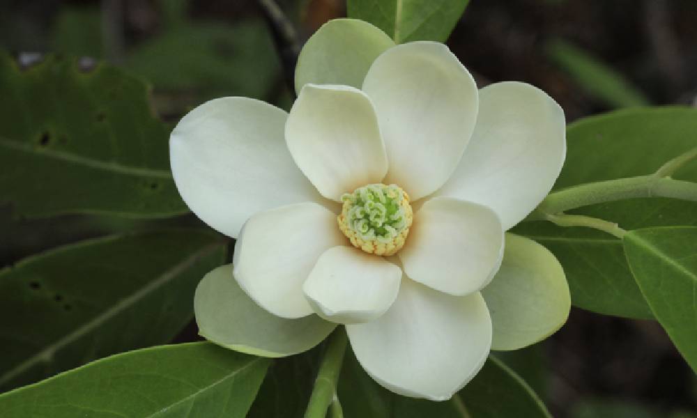 GEORGIA’S STATE FLOWER SHOULD BE FROM AND FOR GEORGIA