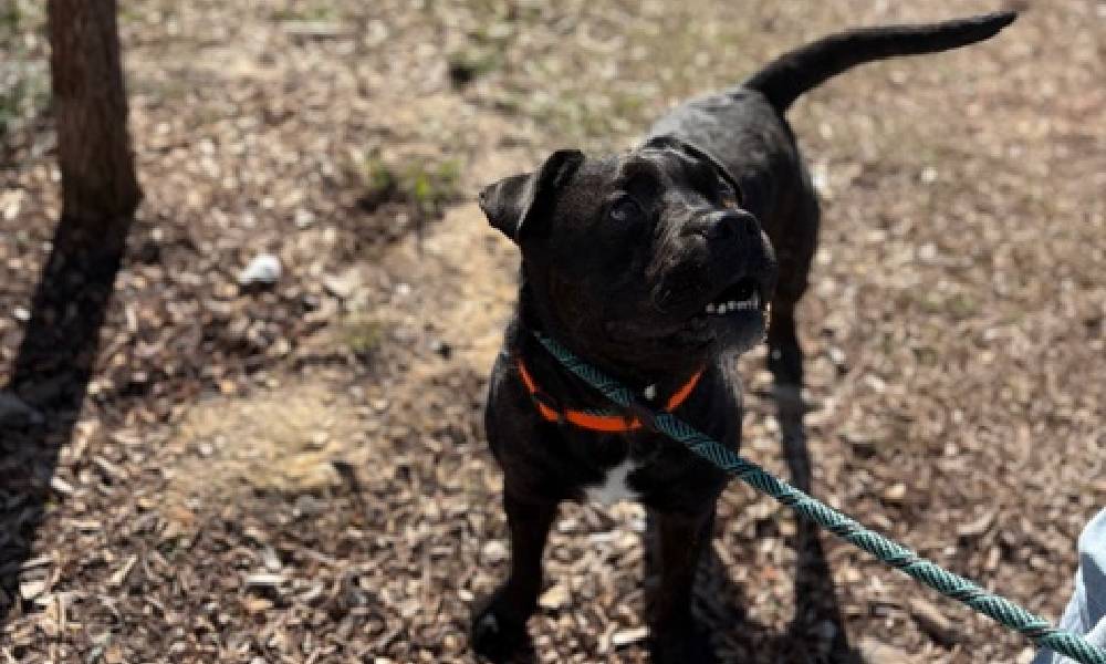Pet of the Week: Benjamin – A cuddly, smil...