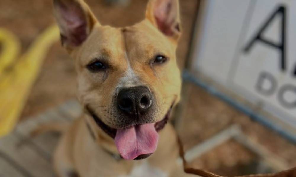 Pet of the week: Janice – Shy, affectionat...