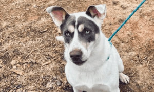 Pet of the Week: Praline – A Smart and Playful G...