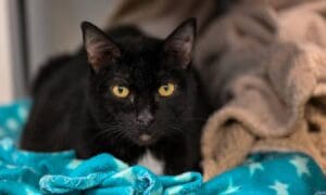 Pet of the week: Andrew, a well-mannered, older ...