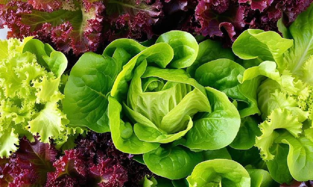 February is Prime Time for Planting Many Cool-Season Crops