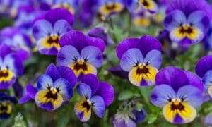 Send a Secret Message this Valentine’s Day with ...