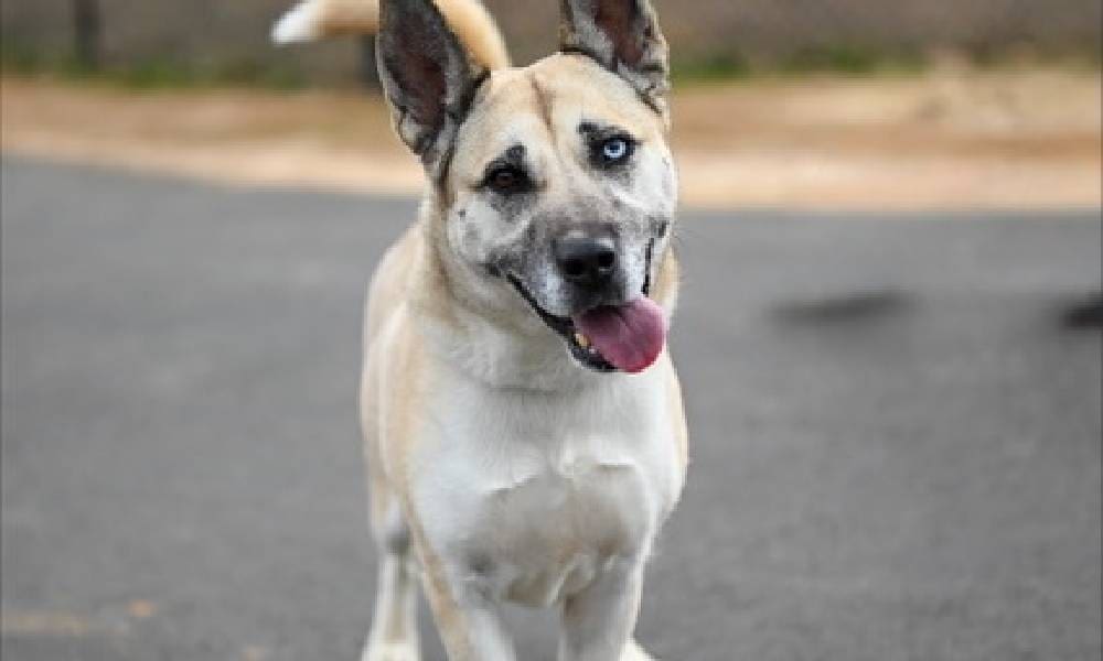 Pet of the Week- Alana; a Smart, Loving, Curious...
