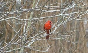 Join the 2026 Great Backyard Bird Count: Februar...