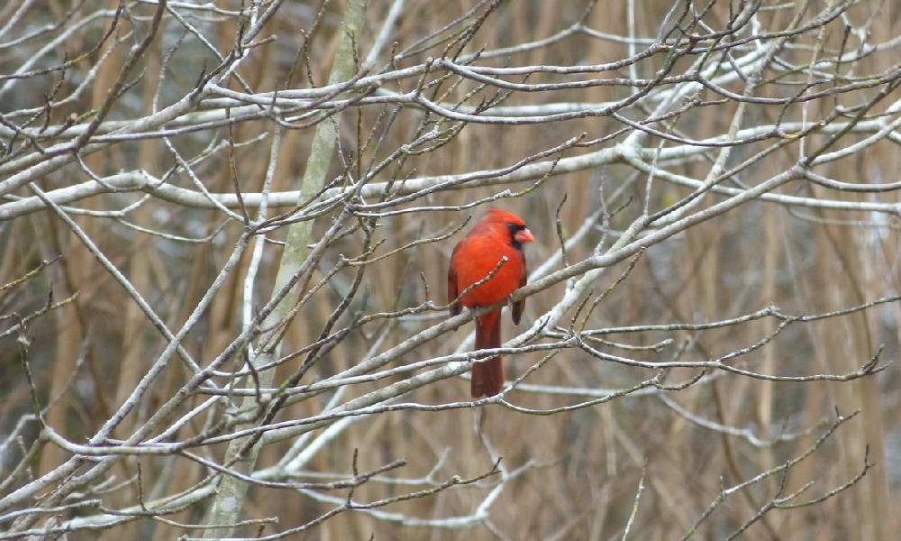 Join the 2026 Great Backyard Bird Count: February 13-16