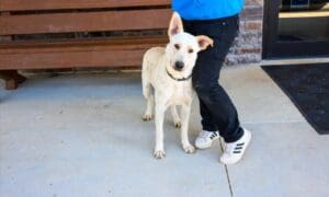 Pet of the Week- Daisy, a long-legged, fun-lovin...