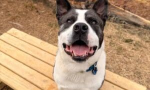 Pet of the Week- Chico, a goofball ready to make...