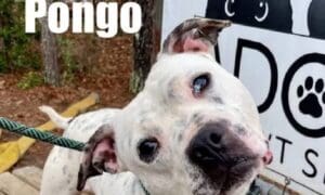 Pet of the Week: Pongo, a spotted friend with hy...