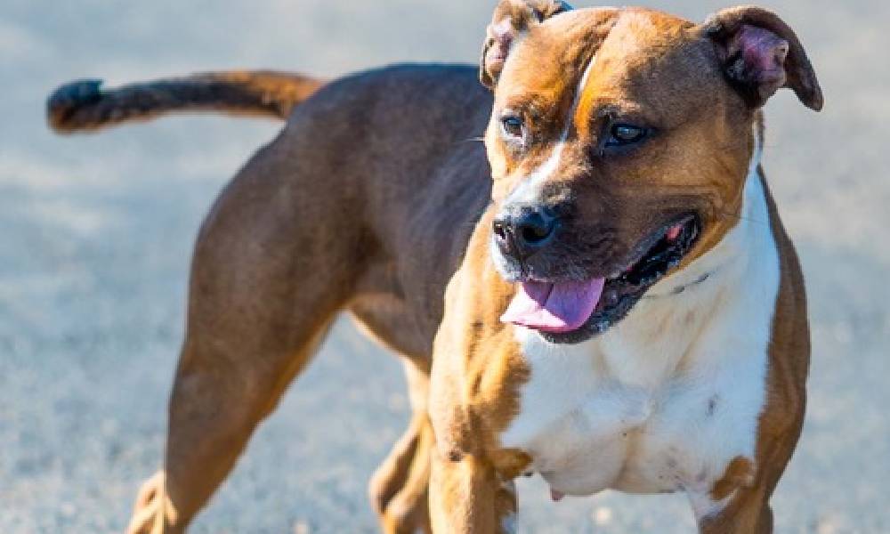 Pet of the Week: Meet Chelsea,  an athletic, cuddly lovebug.