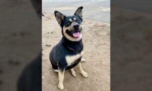 Pet of the Week: Zora, a treat loving soft ball ...