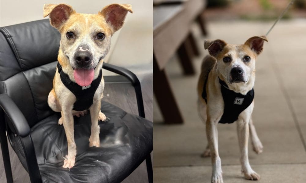 Pet of the Week: Lady; a gentle, smart cutie who loves people and chew toys