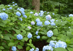 Tips for When and How to Prune Spring and Summer...