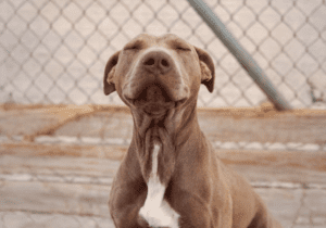 Pet of the Week: Ila, a Power Girl, Ready to Run...