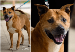 Pet of the Week: Clark, The Dictionary Definitio...