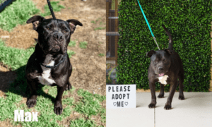 Pet of the Week: Max, a sturdy, big boy who is f...