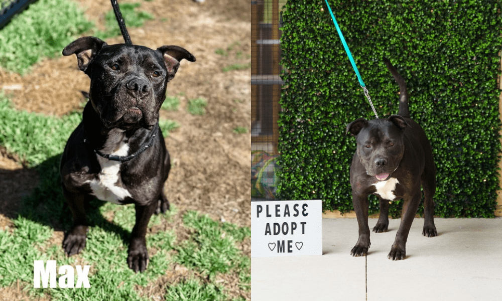 Pet of the Week: Max, a sturdy, big boy who is f...