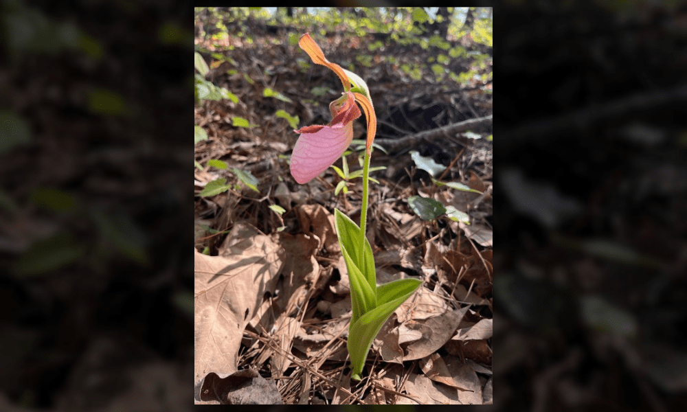 A Year in the Making: Southern Conservation Trust and City of Fayetteville Partner to Preserve Native Orchids