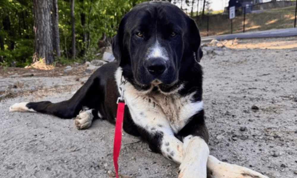 Pet of the Week: Edgar, a gentle giant looking for a family and a job.