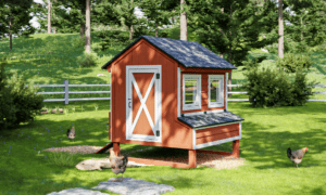 Keeping Backyard Chickens