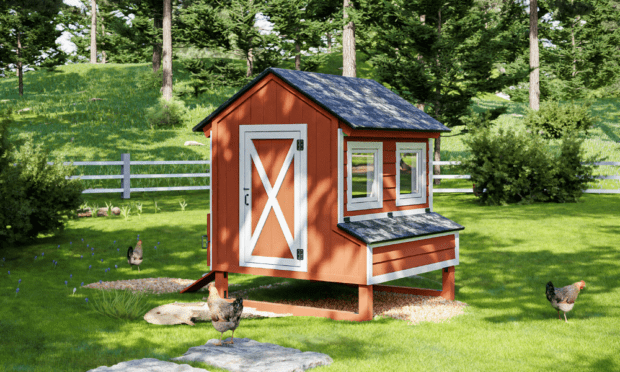 Keeping Backyard Chickens | The Citizen