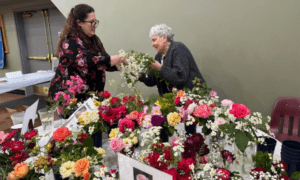 South Metro Rose Society to Host 39th Annual Ros...