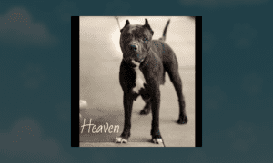 Get a Pet: Heaven, A Momma Dog Who Faced Adversi...