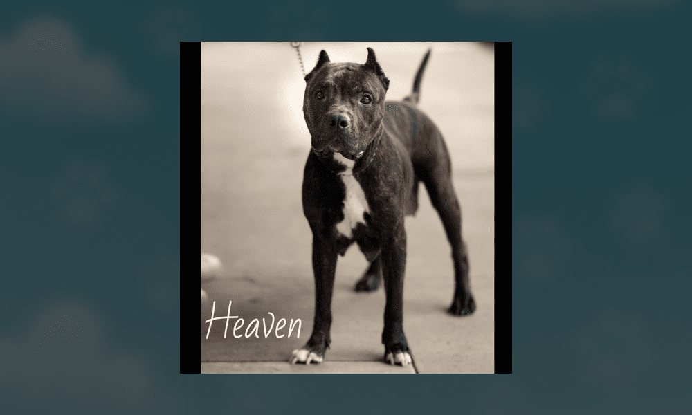 Get a Pet: Heaven, A Momma Dog Who Faced Adversity but Succeeded to Raise her 4 Baby Girls.