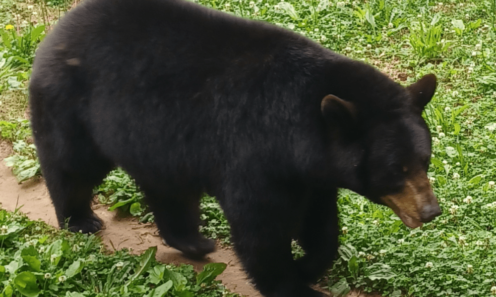 Noah’s Ark Animal Sanctuary Welcomes Black Bear and Kinkajou