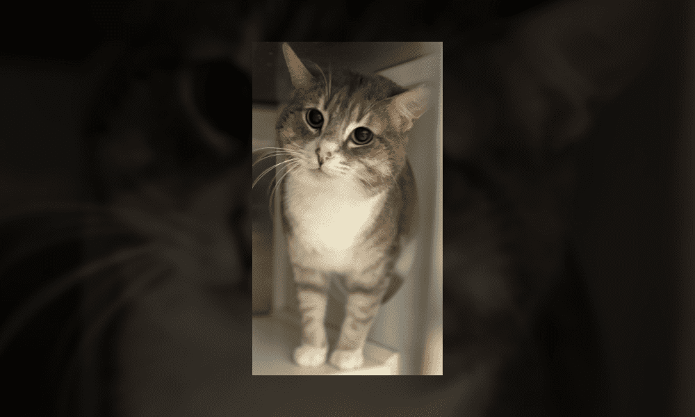 PET OF THE WEEK: TOODLES