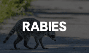 Rabid Raccoon Found in Fayetteville; Public Urge...