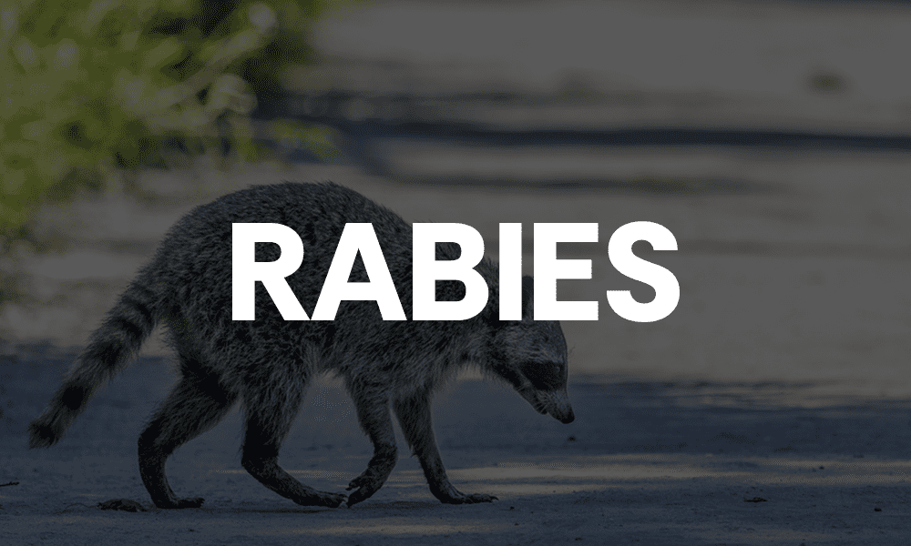 Rabid Raccoon Found in Fayetteville; Public Urged to Ensure Pet Vaccinations