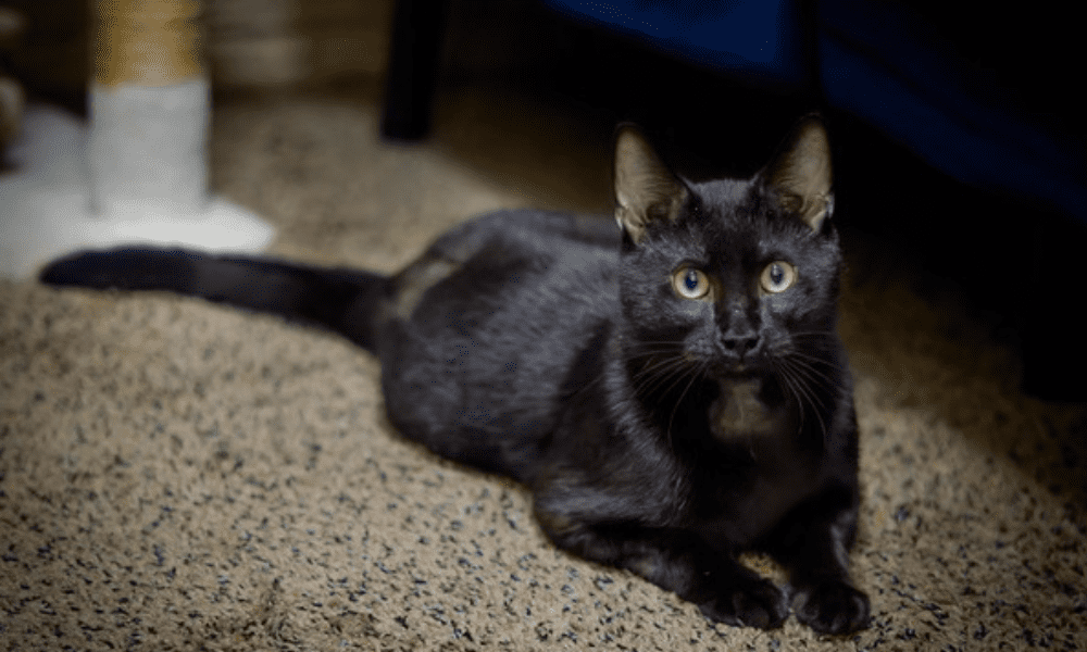 Pet of the Week: Meet Tate, a Tripod Kitty Who Loves to Play.