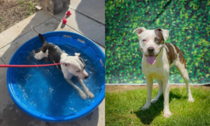Pet of the Week: Posey, a Swimming Pool, Lake, C...