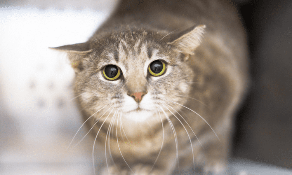 Pet of the Week: Chance, a Feline Who Loves Her Personal Space and Higher Ground to Keep Watch.