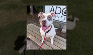 Pet of the Week: Layla, a Girl Who Loves “Rollin...