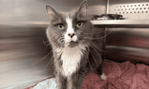 Pet of the Week: Dixie, a Majestic Little Old Lady