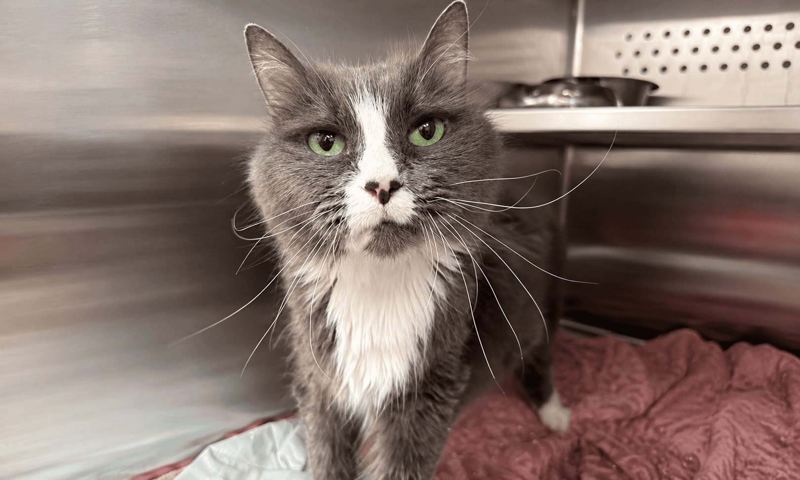 Pet of the Week: Dixie, a Majestic Little Old Lady